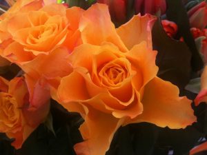 Rose_Orange
